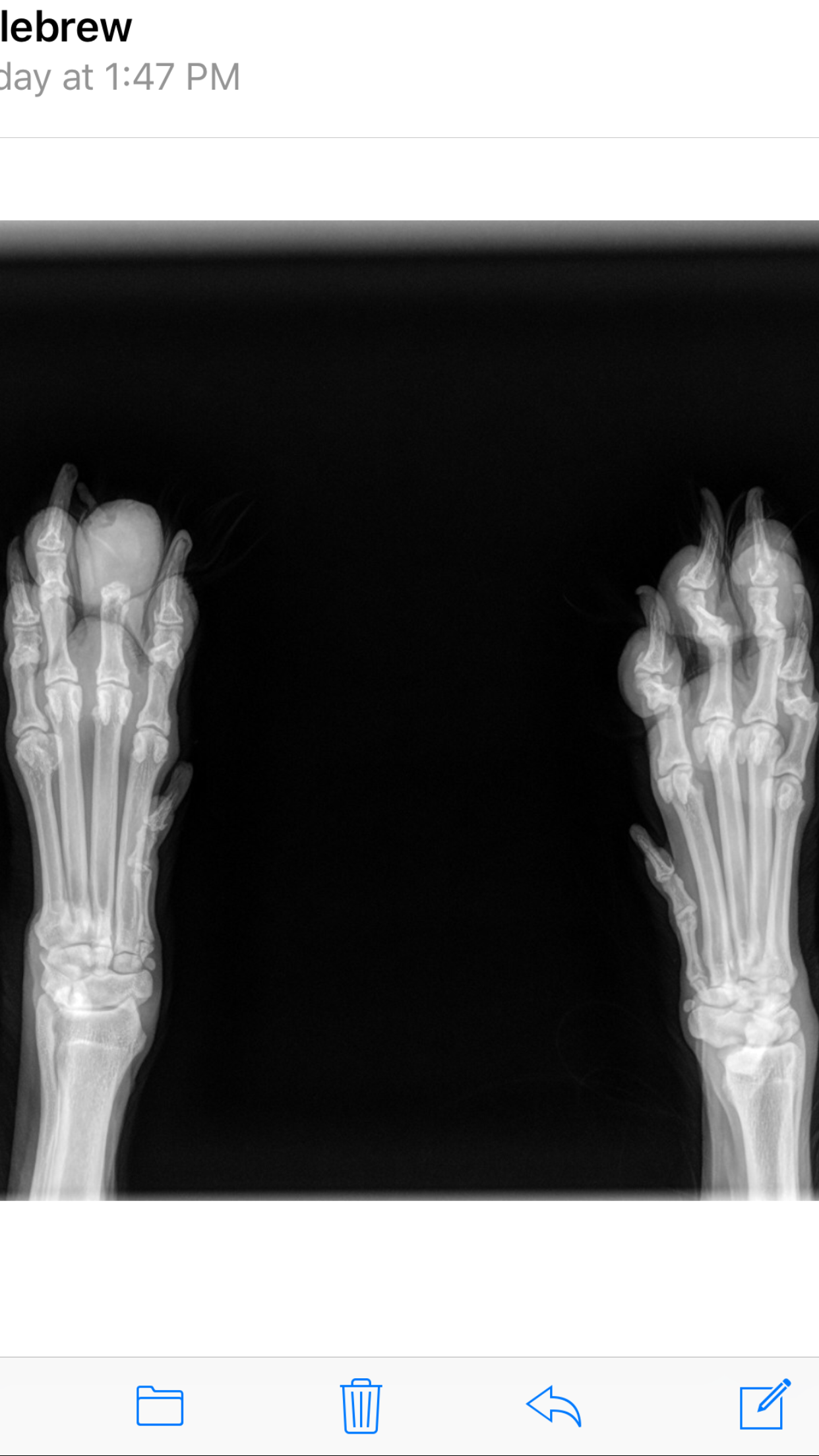 Heather's dog Princess' badly injured toes