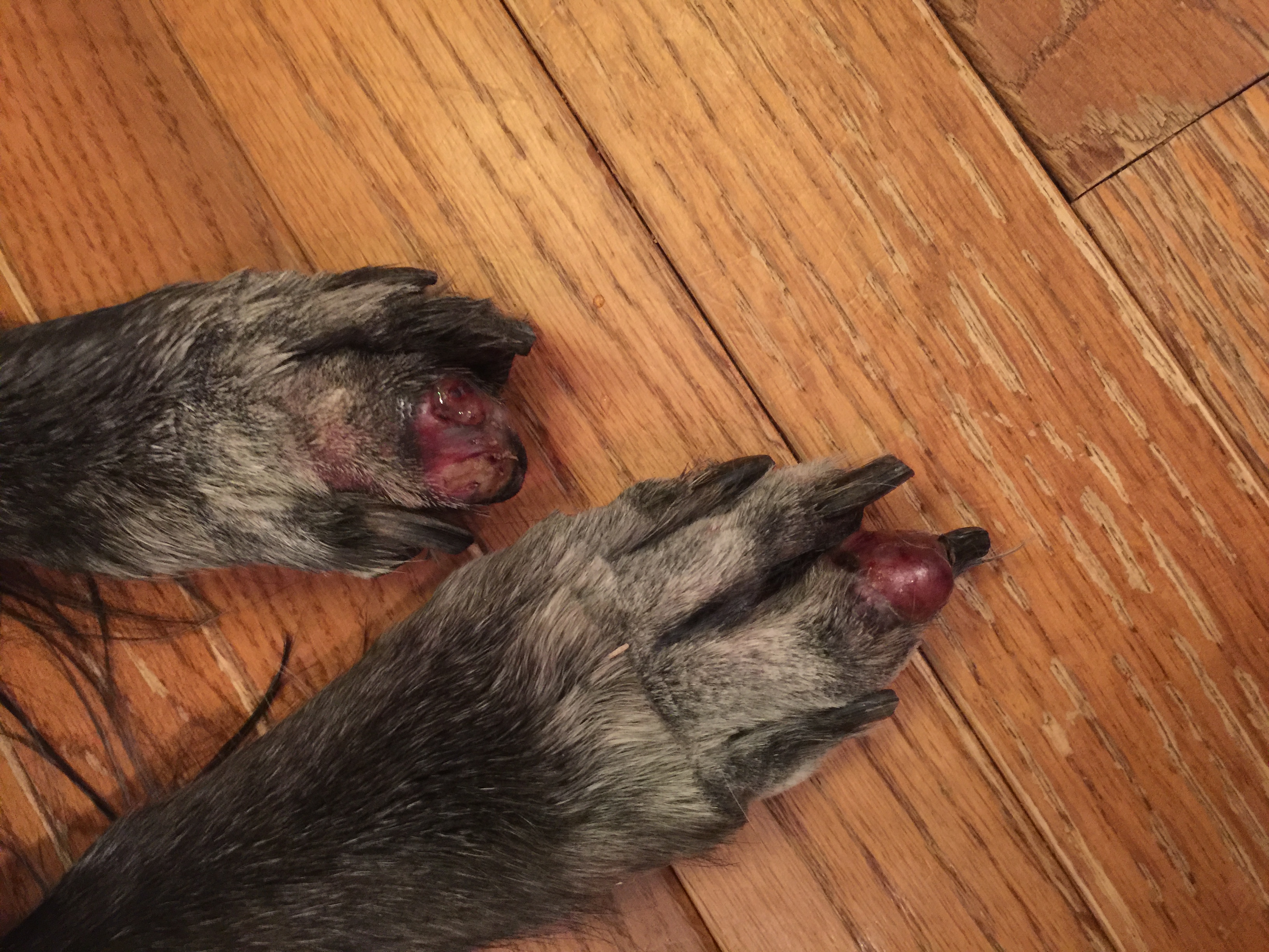Heather's dog Princess' badly injured toes