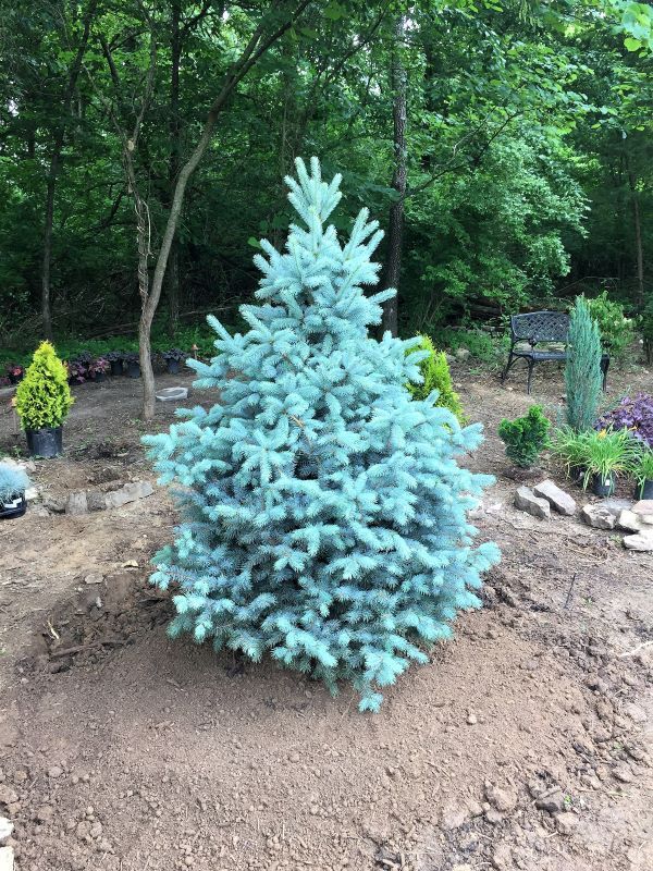 Heather Killebrew Wildwood MO - Baby Blue