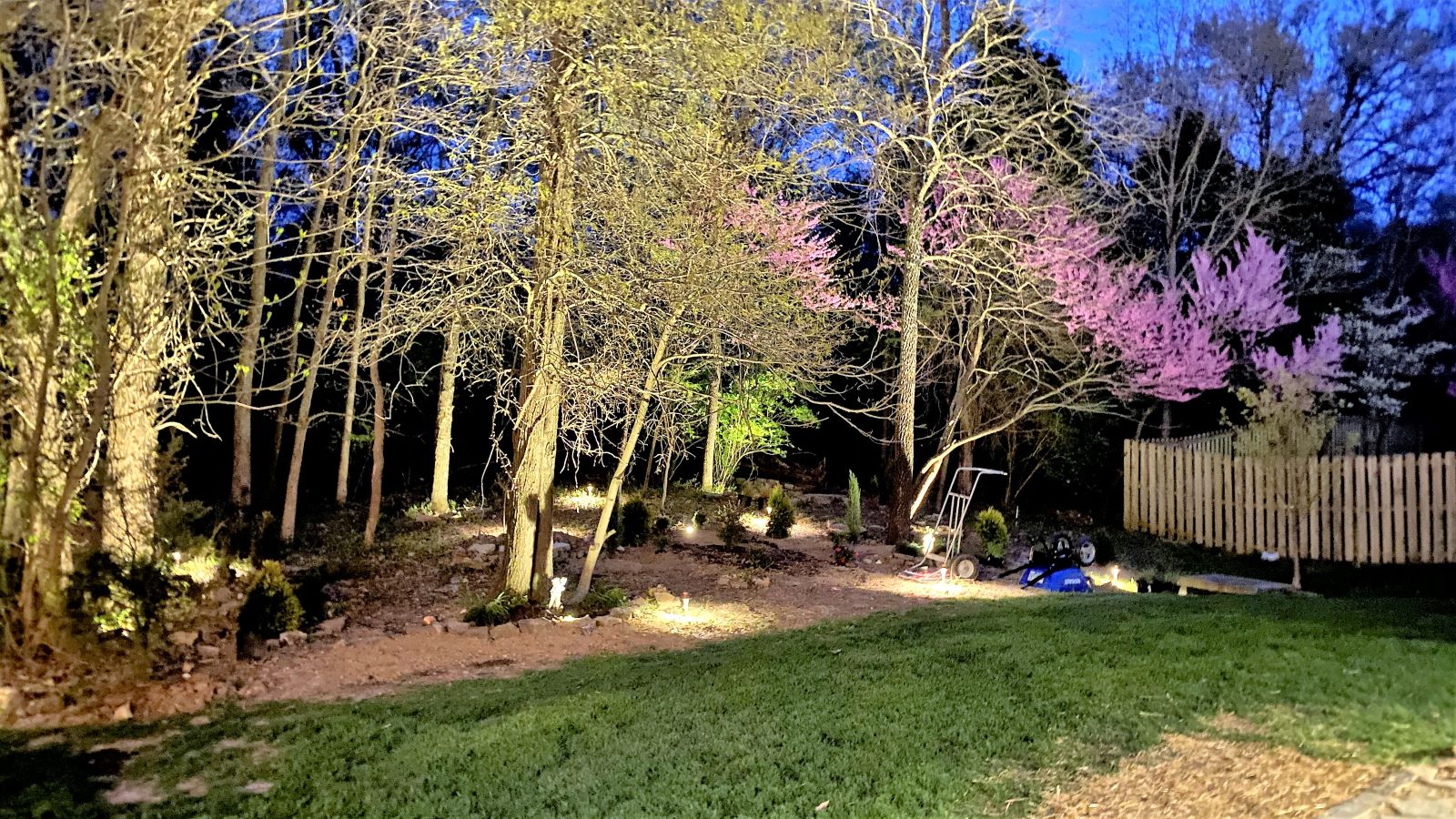 The Red Bud tree's at Heather Killebrew's home are gorgeous in the spring.