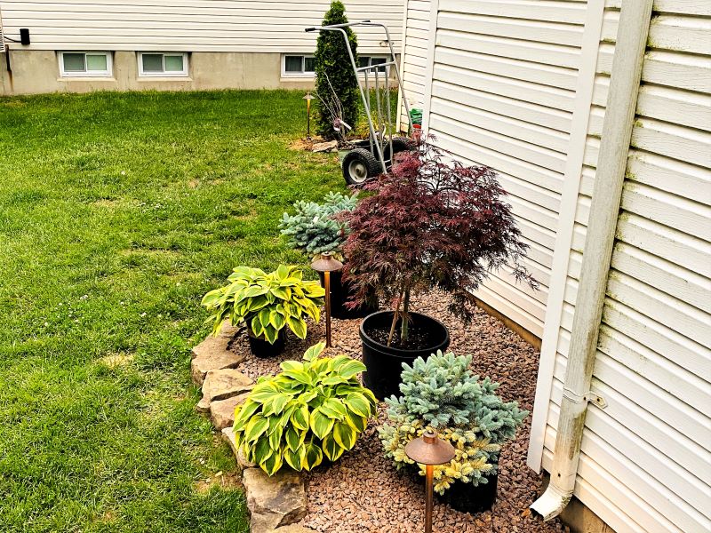 More plants and trees for Heather Killebrew's Home