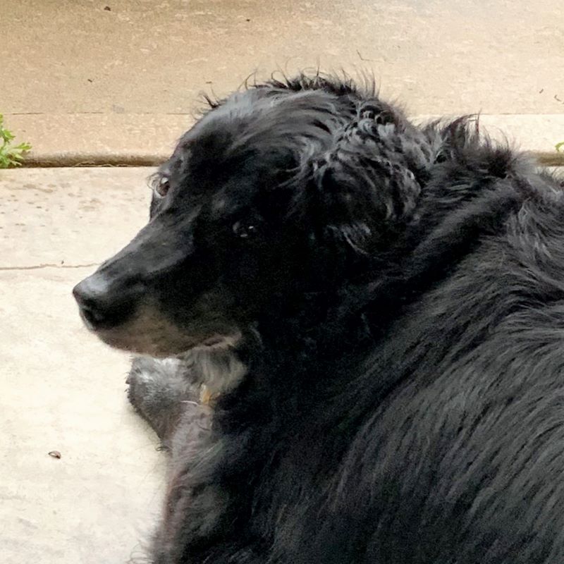 Heather's dog Princess at "Summer Camp" - Watching her while Heather's in FL