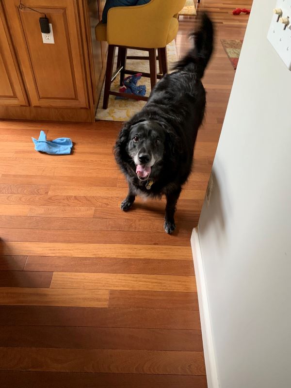 Princess at "Summer Camp" - Heather Killebrew's dog