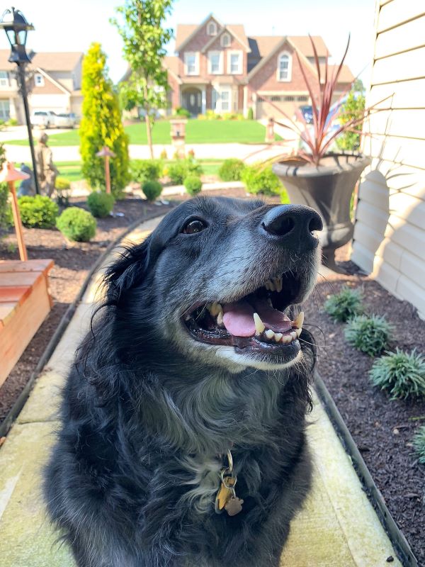 Love this dog. Princess was great. "Summer Camp" while Heather is in Florida