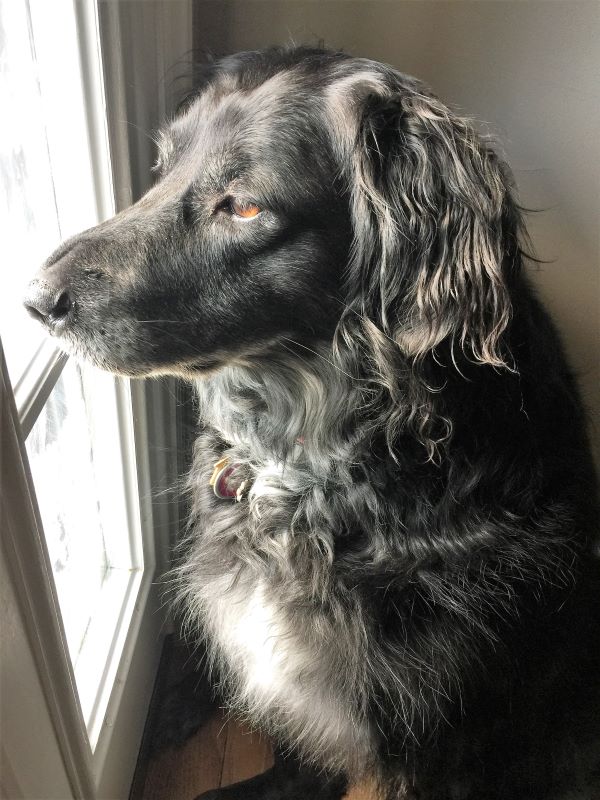 A beautiful photo of Heather Killebrew's dog Princess - July 2019
