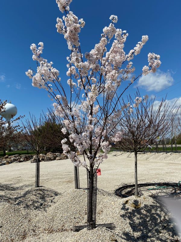 A cherry tree purchased for Heather's yard.