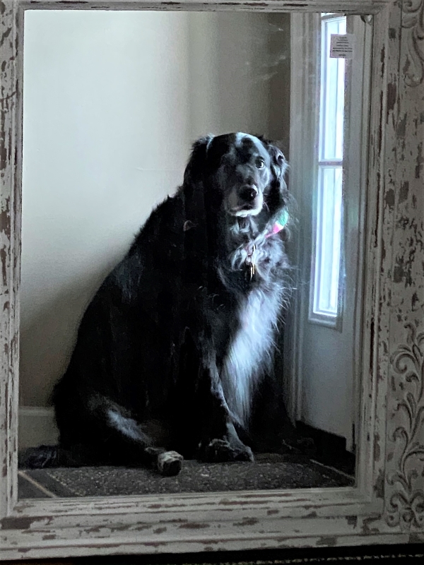 Heather Killebrew's big beautiful black dog princess. I loved that dog.